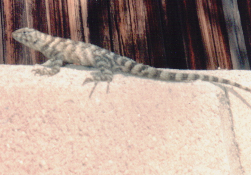 Image of Granite Spiny Lizard