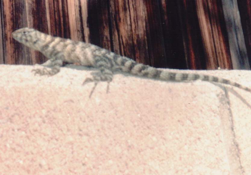 صورة Sceloporus orcutti Stejneger 1893