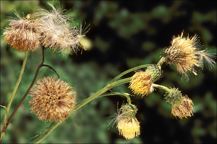 Image of Cirsium erisithales (Jacq.) Scop.