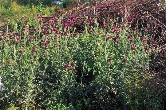 Image of Musk Thistle