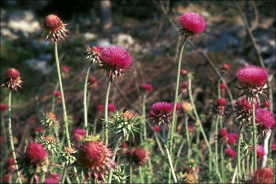 Слика од Carduus nutans L.