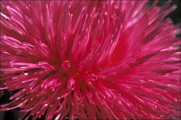 Image of Musk Thistle