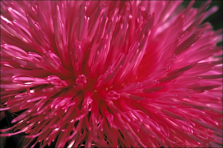 Image of Musk Thistle