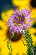 Image of Navajo spinach