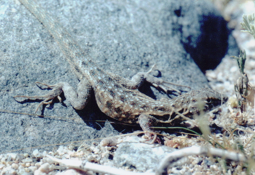 Image of common side-blotched lizard