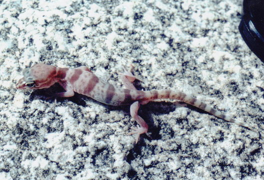 Image of Western Banded Gecko