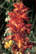 Image of Orobanche gracilis Sm.