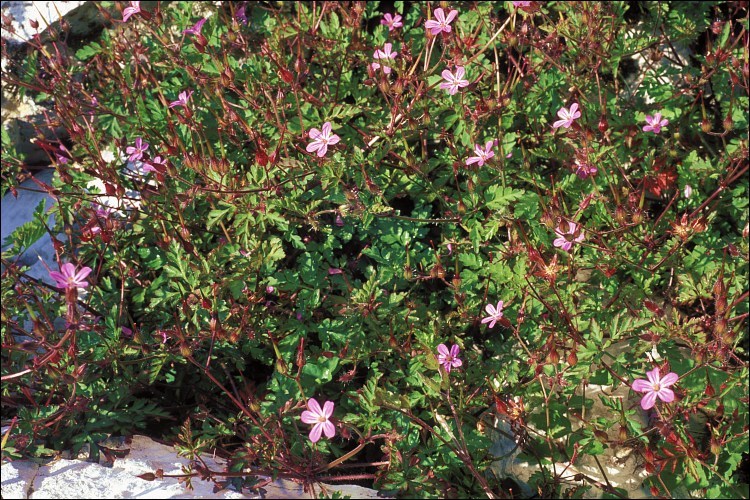 Image of Herb-Robert