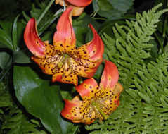 Lilium pardalinum Kellogg resmi