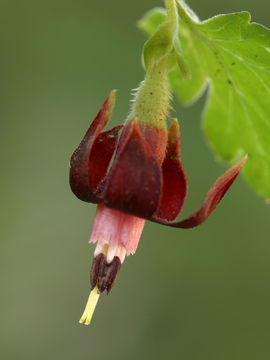 Image of Sierra gooseberry