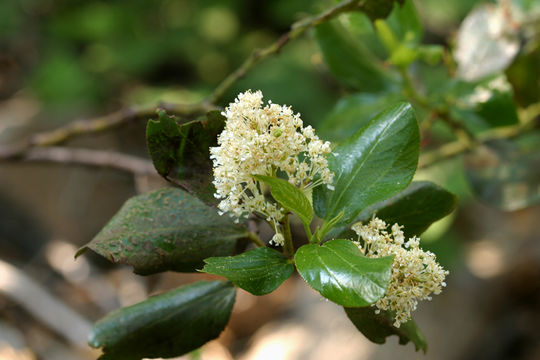 Ceanothus velutinus Dougl. resmi