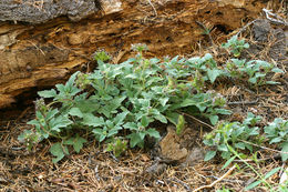 Image of waterleaf phacelia