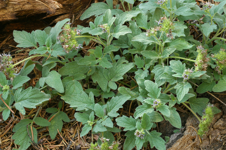 Image of waterleaf phacelia