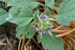 Image of waterleaf phacelia