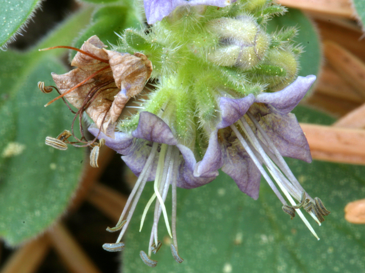 Image of waterleaf phacelia