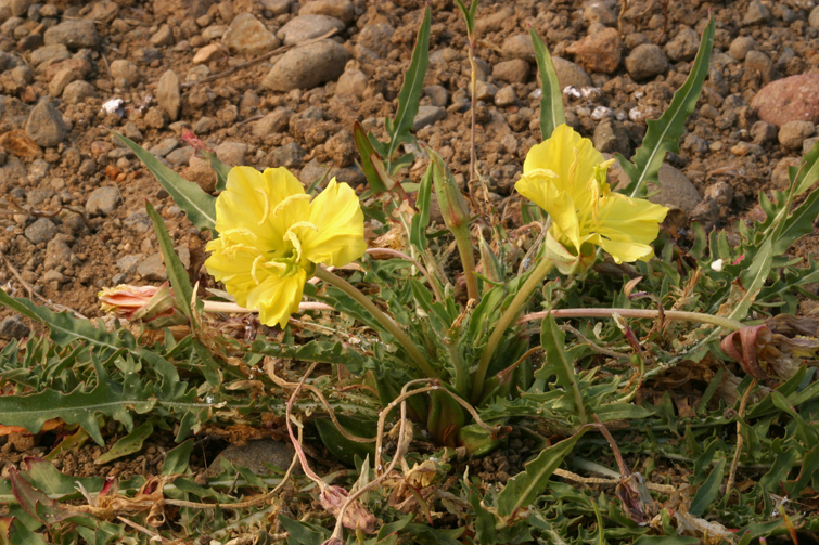 Plancia ëd Oenothera flava (A. Nels.) Garrett