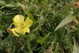 Plancia ëd Oenothera flava (A. Nels.) Garrett