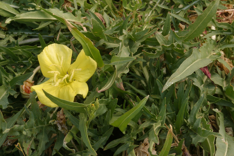 Plancia ëd Oenothera flava (A. Nels.) Garrett