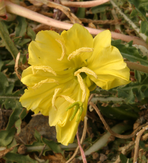 Plancia ëd Oenothera flava (A. Nels.) Garrett