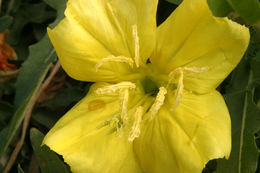 Imagem de Oenothera flava (A. Nels.) Garrett