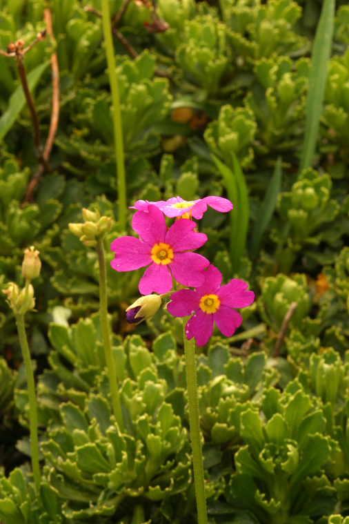 Plancia ëd Primula suffrutescens A. Gray