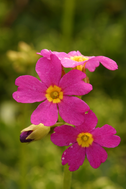 Primula suffrutescens A. Gray resmi