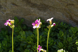 Primula suffrutescens A. Gray resmi