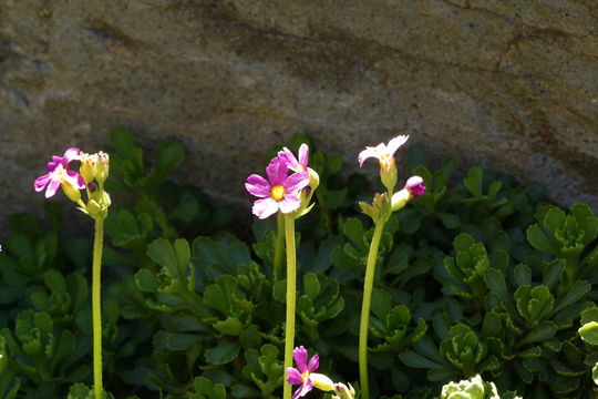 Plancia ëd Primula suffrutescens A. Gray