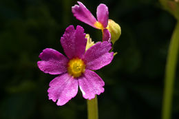 Primula suffrutescens A. Gray resmi