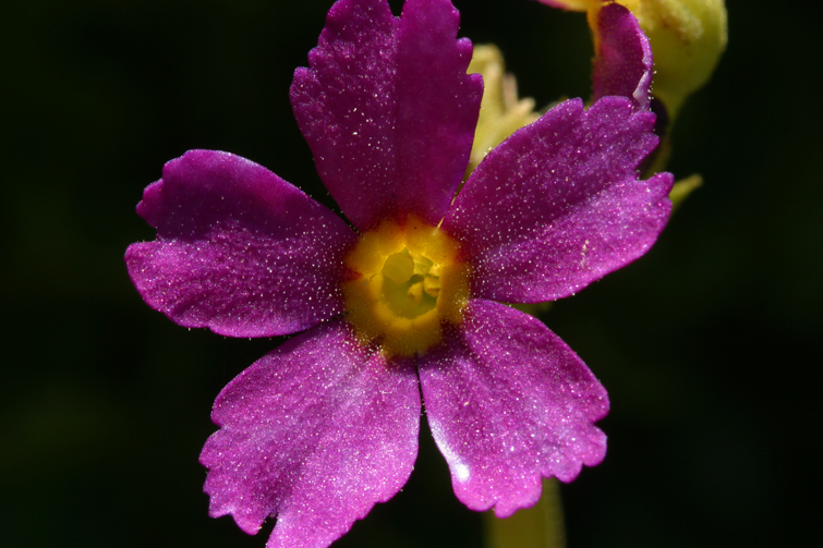 Primula suffrutescens A. Gray resmi