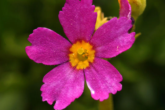 Plancia ëd Primula suffrutescens A. Gray