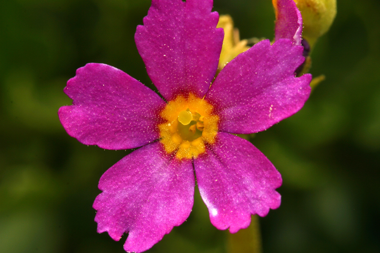 Primula suffrutescens A. Gray resmi