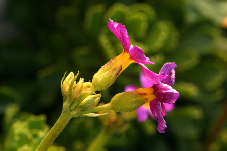 Primula suffrutescens A. Gray resmi