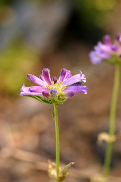 Image of Sierra beardtongue