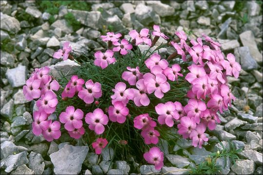 صورة <i>Dianthus tergestinus</i>