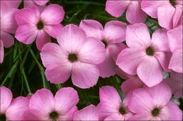 صورة <i>Dianthus tergestinus</i>