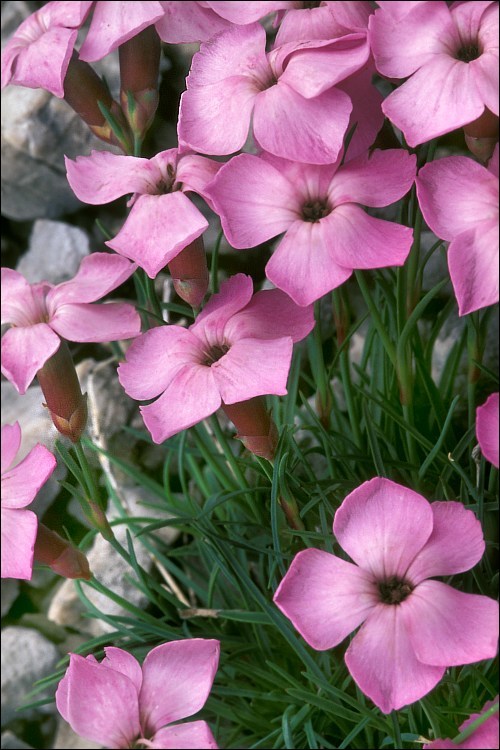 صورة <i>Dianthus tergestinus</i>