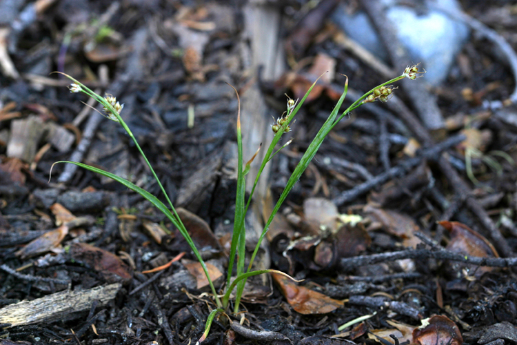 Image of Pacific woodrush