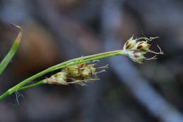 Image of Pacific woodrush