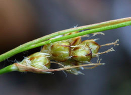 Image of Pacific woodrush