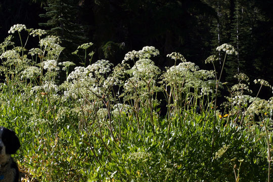 Image of Brewer's angelica