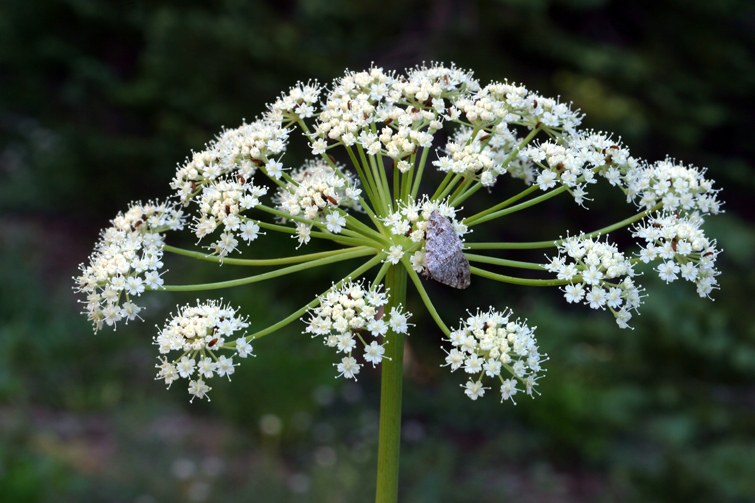 Image of Brewer's angelica