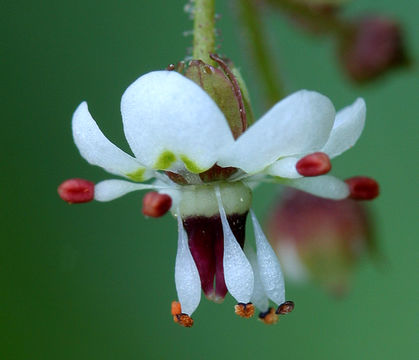 Sivun Micranthes odontoloma (Piper) A. A. Heller kuva