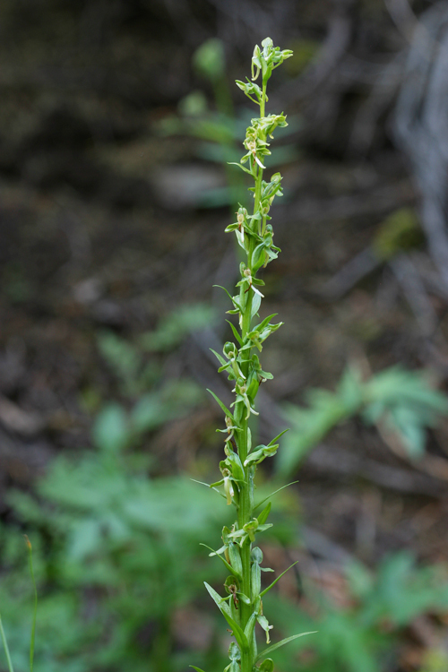 Image of Canyon Bog Orchid