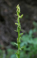 Image of Canyon Bog Orchid