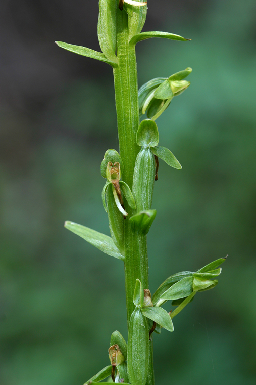 Image of Canyon Bog Orchid