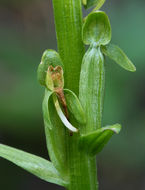 Image of Canyon Bog Orchid