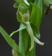 Image of Canyon Bog Orchid