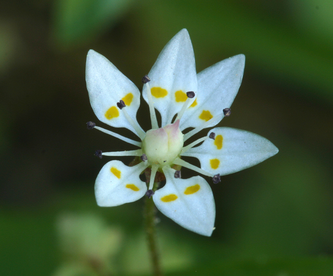 Imagem de Micranthes bryophora (A. Gray) Brouillet & Gornall