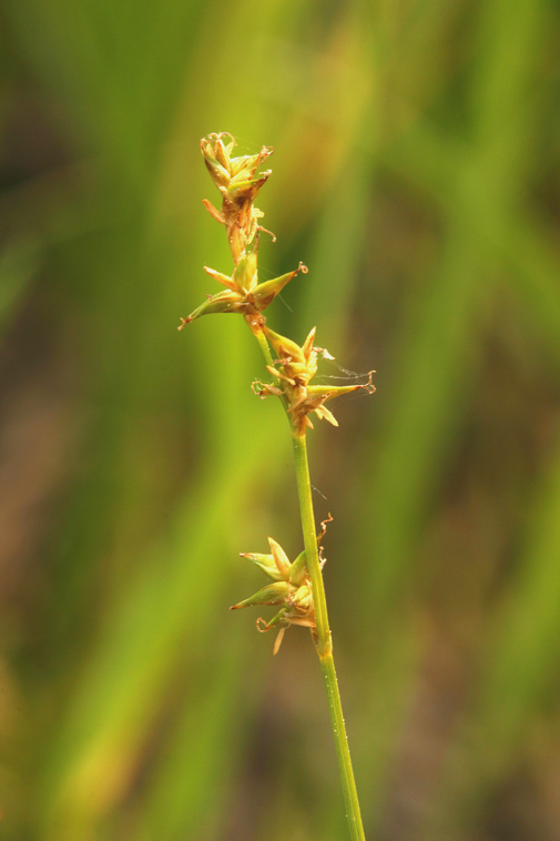 Image of Star Sedge